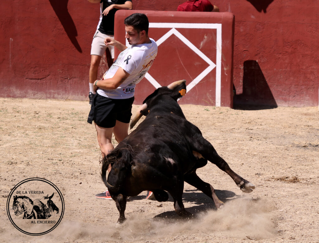 Quiebro en La Dehesa de Letur